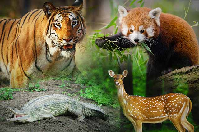 50-wildlife-sanctuaries-in-india-20161122114017.jpg