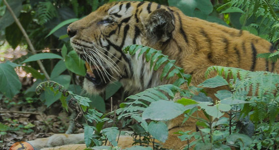 tiger-chitwan.jpg
